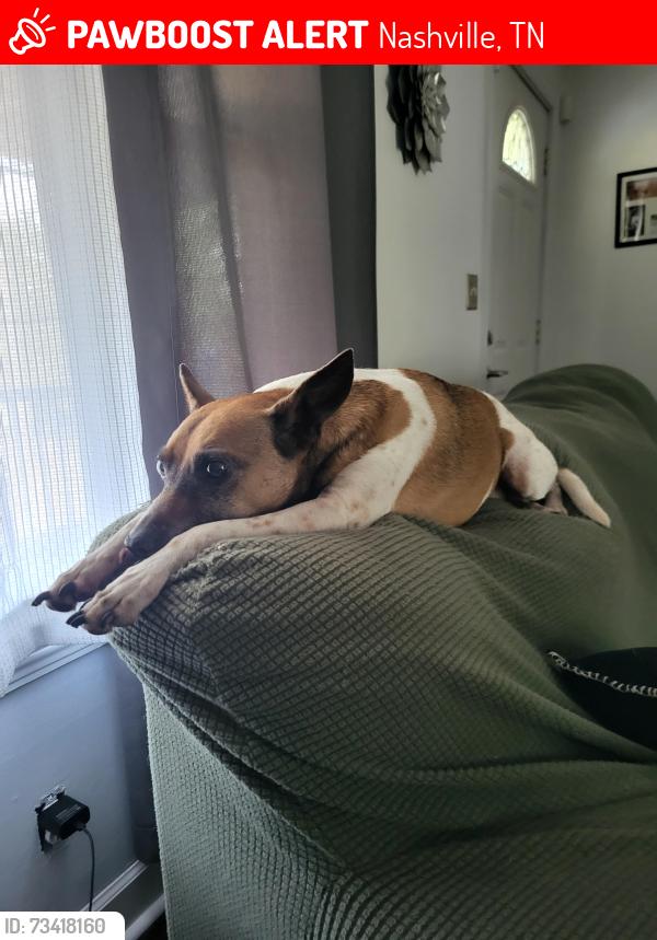 Lost Male Dog last seen Drummond drive, Nashville, TN 37211