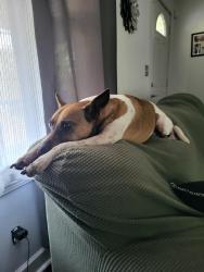 Lost Male Dog last seen Drummond drive, Nashville, TN 37211