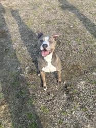 Reunited Female Dog last seen At home., Roseboro, NC 28382