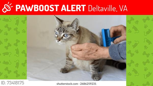 Lost Female Cat last seen Timberneck deltaville va, Deltaville, VA 23043