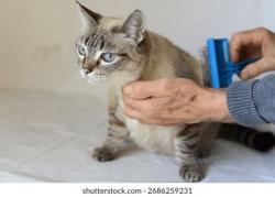 Lost Female Cat last seen Timberneck deltaville va, Deltaville, VA 23043