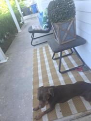 Lost Male Dog last seen Near Hoffman Street, Jacksonville, FL 32211