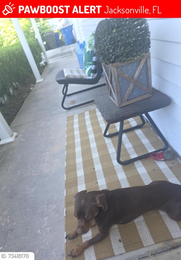 Lost Male Dog last seen Near Hoffman Street, Jacksonville, FL 32211