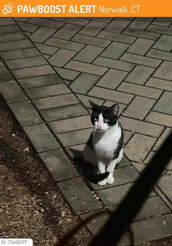 Found/Stray Unknown Cat last seen Behind the Word Alive Church, Norwalk, CT 06850