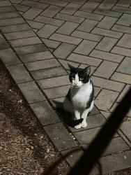 Found/Stray Unknown Cat last seen Behind the Word Alive Church, Norwalk, CT 06850
