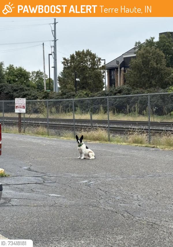 Found/Stray Unknown Dog last seen By dumpster, Terre Haute, IN 47807