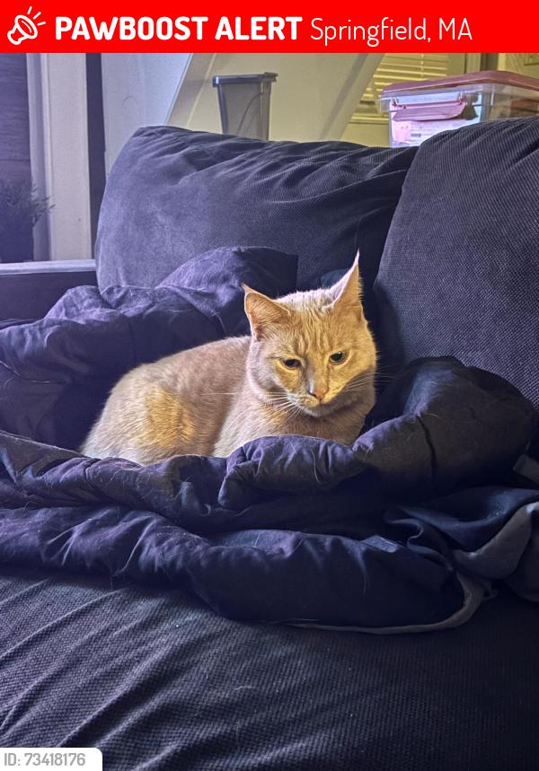 Lost Male Cat last seen Marshall Roy park, Springfield, MA 01104