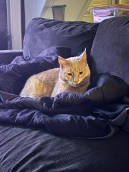 Lost Male Cat last seen Marshall Roy park, Springfield, MA 01104