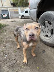 Lost Female Dog last seen On the alley or in the park, Chicago, IL 60639