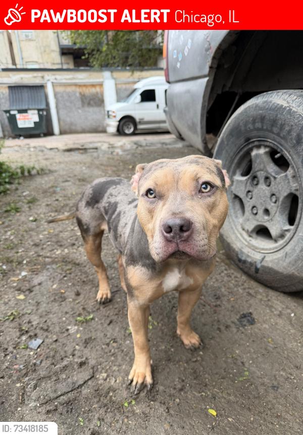 Lost Female Dog last seen On the alley or in the park, Chicago, IL 60639