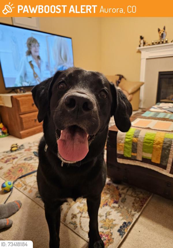 Found/Stray Female Dog last seen Iliff and parker, Aurora, CO 80014