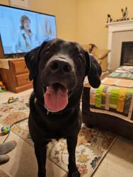 Found/Stray Female Dog last seen Iliff and parker, Aurora, CO 80014
