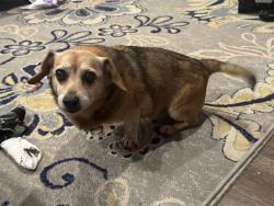 Found/Stray Male Dog last seen Cooper Lane, Yarnell Rd, Snyder Rd, Knoxville, TN 37932