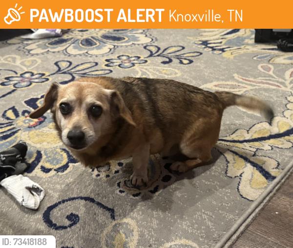 Found/Stray Male Dog last seen Cooper Lane, Yarnell Rd, Snyder Rd, Knoxville, TN 37932