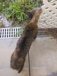 Found/Stray Female Cat last seen Near and Park, Lake County, FL 32102