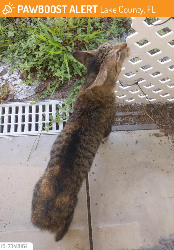 Found/Stray Female Cat last seen Near and Park, Lake County, FL 32102
