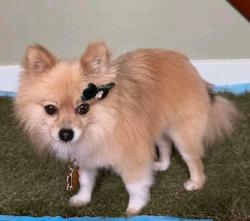 Reunited Female Dog last seen Scull St & N 19th St Lebanon PA, Lebanon, PA 17046