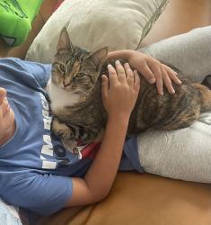 Lost Female Cat last seen Seven Hills Connector/ Garnet Dr, Paulding County, GA 30132