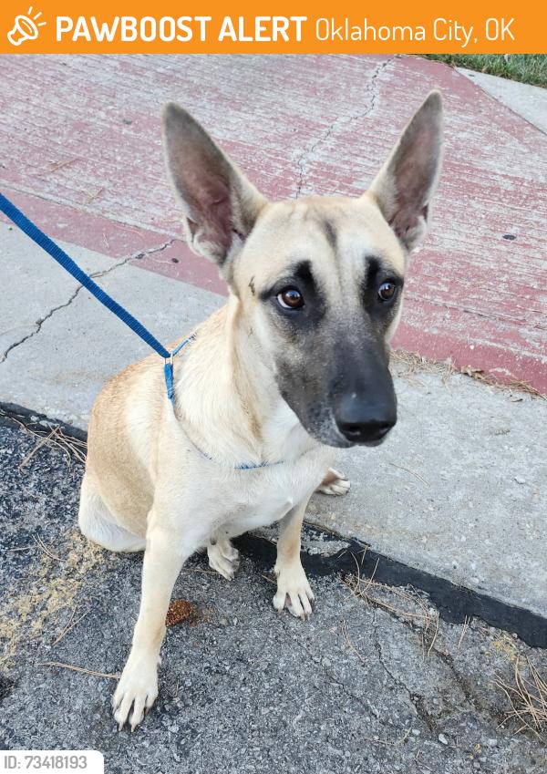 Found/Stray Unknown Dog last seen 44th and Western at hosp, Oklahoma City, OK 73109