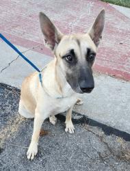 Found/Stray Unknown Dog last seen 44th and Western at hosp, Oklahoma City, OK 73109