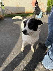 Lost Unknown Dog last seen Near nostrum road, Norwalk, CT 06850