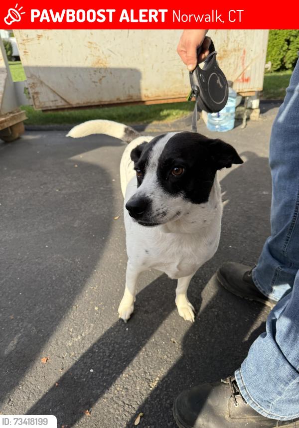 Lost Unknown Dog last seen Near nostrum road, Norwalk, CT 06850