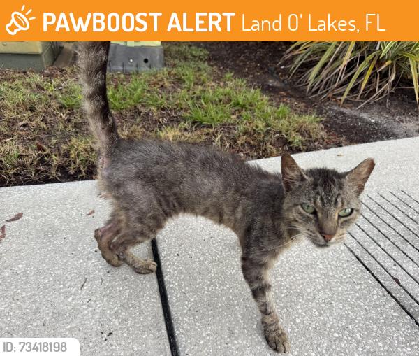 Found/Stray Unknown Cat last seen Beeyond Play on Shumard, Land O' Lakes, FL 34638