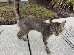 Found/Stray Unknown Cat last seen Beeyond Play on Shumard, Land O' Lakes, FL 34638