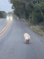 Found/Stray Unknown Dog last seen Valley Park/Alexandria Drive, Lexington, KY 40504