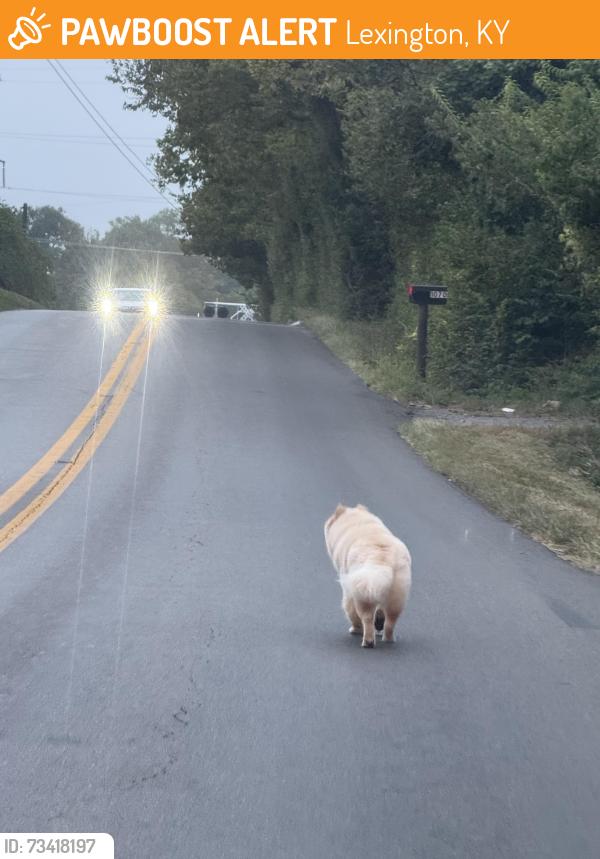 Found/Stray Unknown Dog last seen Valley Park/Alexandria Drive, Lexington, KY 40504