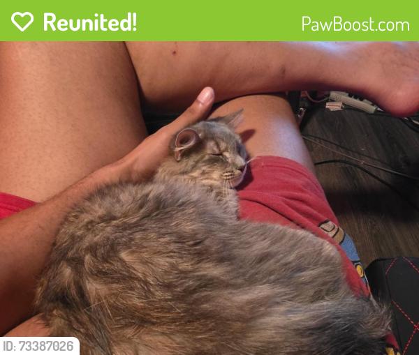 Reunited Female Cat last seen Charlotte Pl NW and Maywood Pl NW, Atlanta, GA 30318