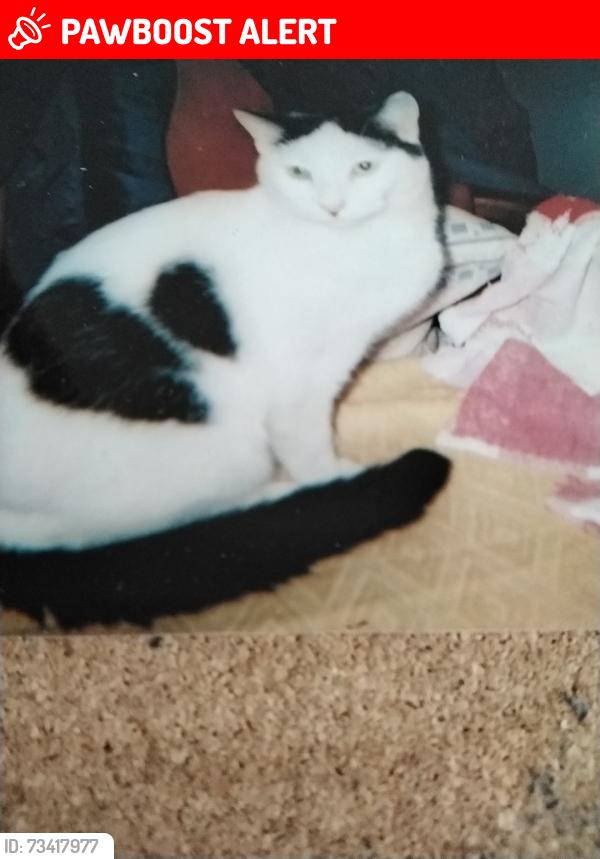 Lost Male Cat last seen Strood Road, Hastings, England TN37 6PN