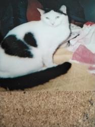 Lost Male Cat last seen Strood Road, Hastings, England TN37 6PN