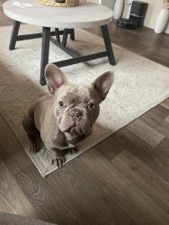 Lost Male Dog last seen Near Log Cabin Road Teachey nc, Teachey, NC 28464
