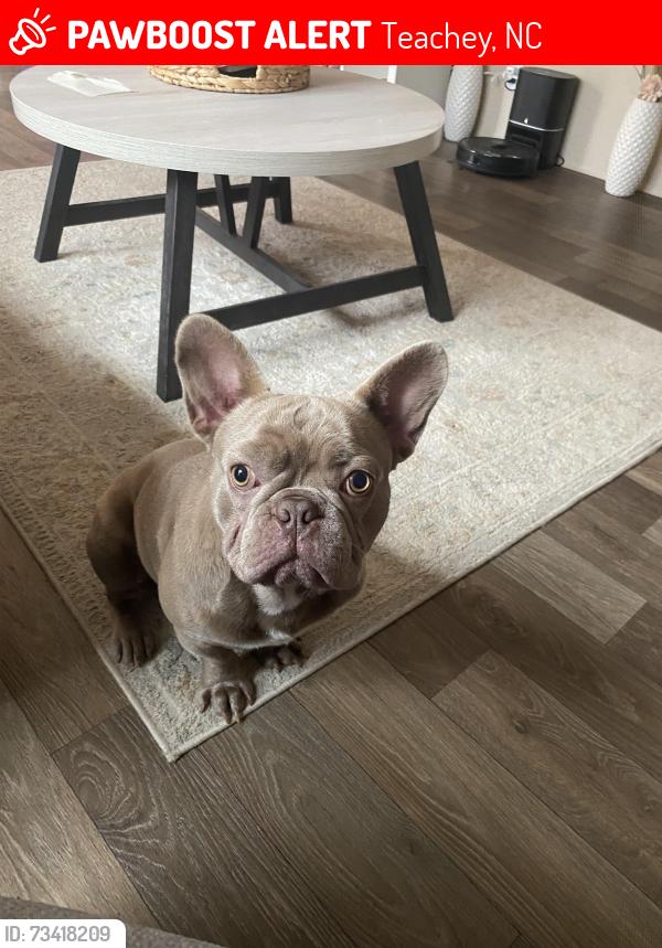 Lost Male Dog last seen Near Log Cabin Road Teachey nc, Teachey, NC 28464