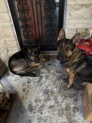 Found/Stray Unknown Dog last seen W 10th & 465. Across from Lowe’s, Indianapolis, IN 46224