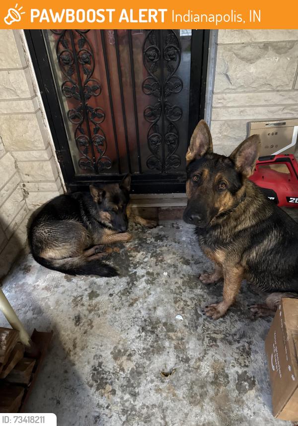 Found/Stray Unknown Dog last seen W 10th & 465. Across from Lowe’s, Indianapolis, IN 46224