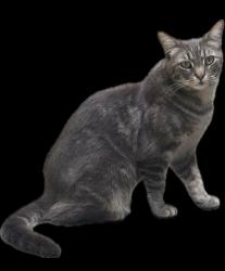 Lost Male Cat last seen Avila St, El Cerrito, CA 94530