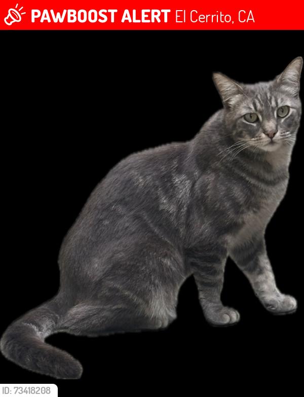 Lost Male Cat last seen Avila St, El Cerrito, CA 94530