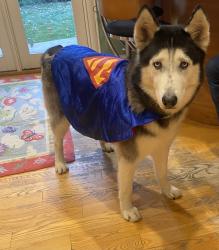Lost Male Dog last seen First st and Fairfax st, Denver, CO 80220