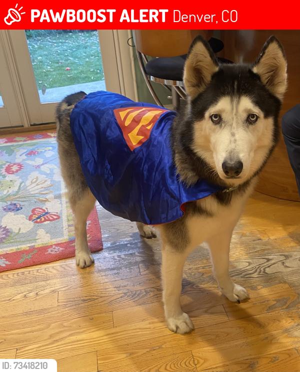 Lost Male Dog last seen First st and Fairfax st, Denver, CO 80220