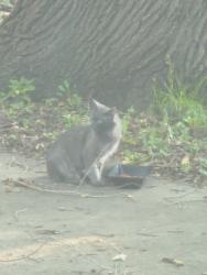 Found/Stray Unknown Cat last seen 10st and 1st ave NE, Rochester, MN 55906