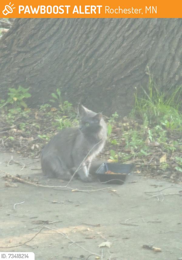 Found/Stray Unknown Cat last seen 10st and 1st ave NE, Rochester, MN 55906