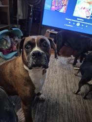 Lost Male Dog last seen Highway 524, Grant Parish, LA 71467