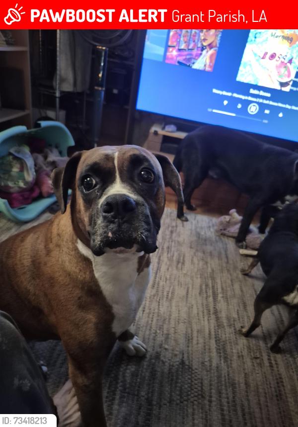 Lost Male Dog last seen Highway 524, Grant Parish, LA 71467