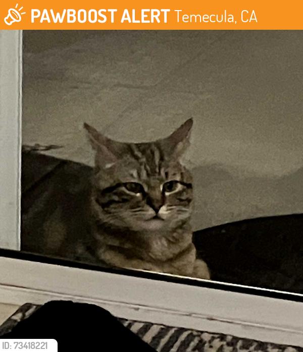 Found/Stray Unknown Cat last seen Rancho Vista, Temecula, CA 92592