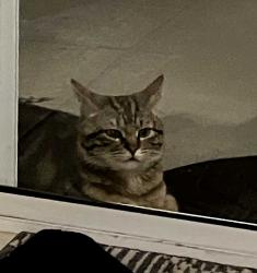 Found/Stray Unknown Cat last seen Rancho Vista, Temecula, CA 92592
