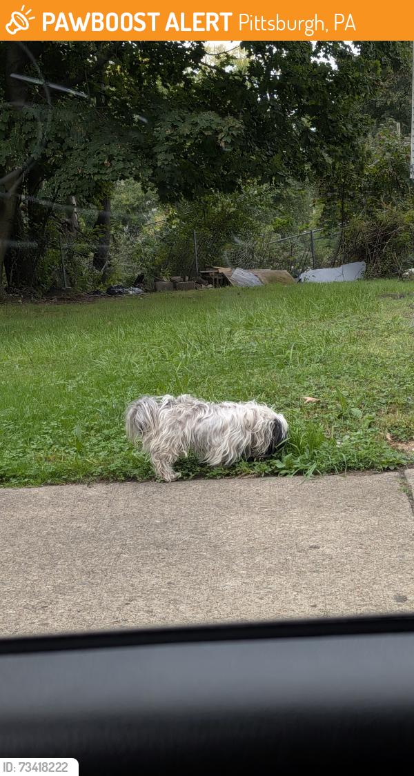 Found/Stray Unknown Dog last seen Near Perrysville and Top of Buena Vista, Pittsburgh, PA 15214
