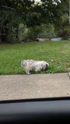 Found/Stray Unknown Dog last seen Near Perrysville and Top of Buena Vista, Pittsburgh, PA 15214