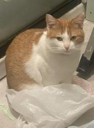 Lost Female Cat last seen Shadygrove road, Madison County, TN 38391